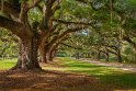 073 Boone Hall Plantation